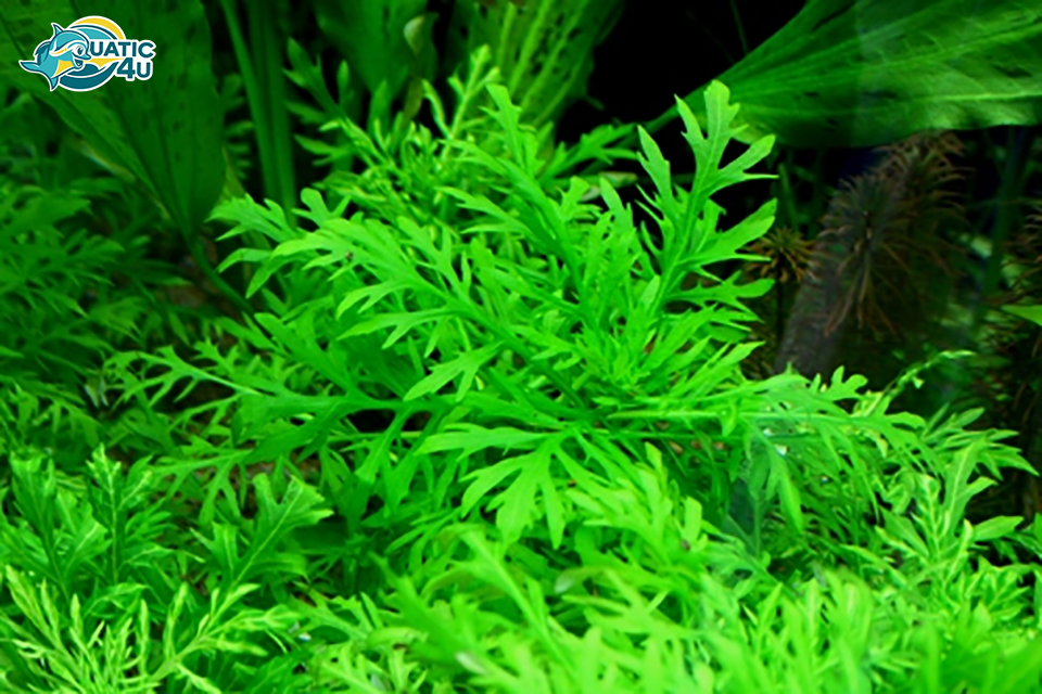 Cây Thủy Cúc Thuỷ Sinh Cây Thủy Cúc Thuỷ Sinh