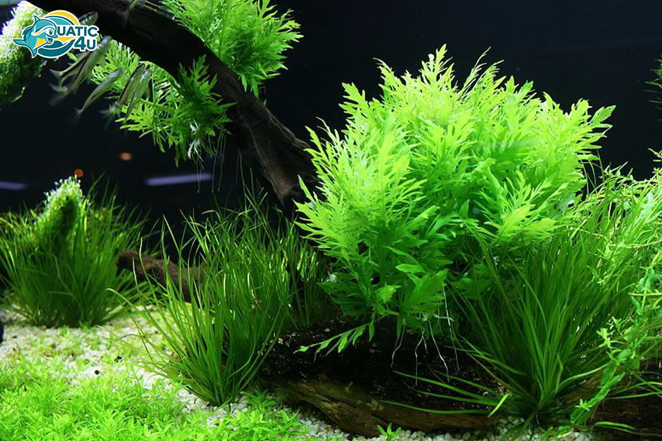 Cách chăm sóc Cây Thuỷ Cúc Cách chăm sóc Cây Thuỷ Cúc