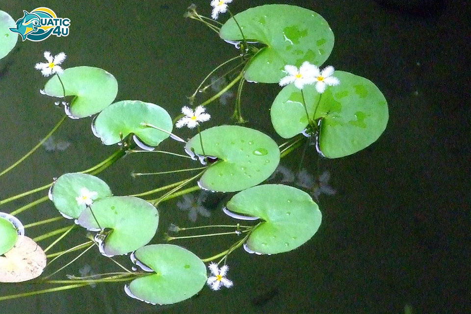 Thông tin chung về Cây Thủy Nữ Thông tin chung về Cây Thủy Nữ