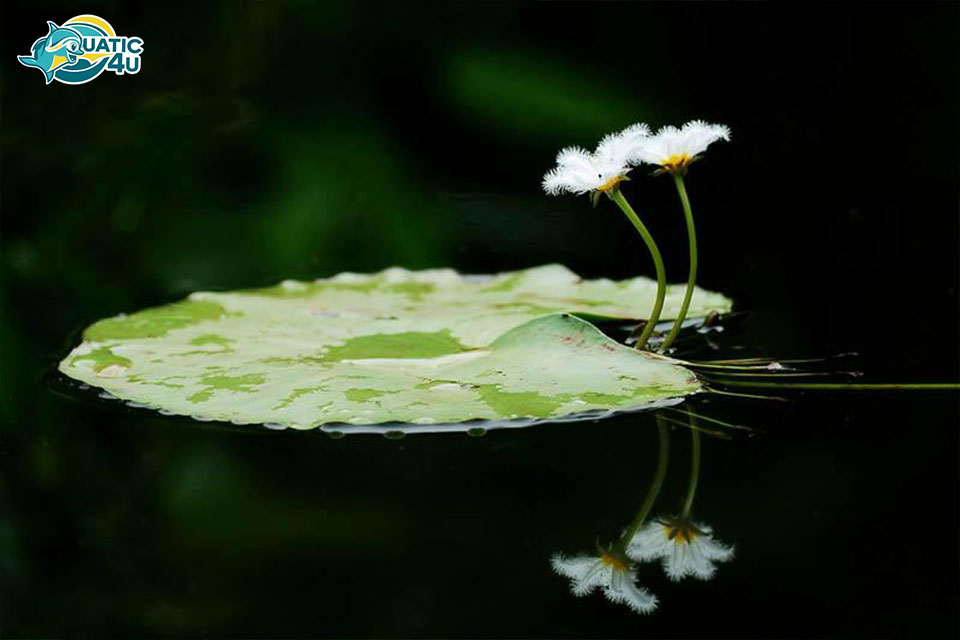 Cách trồng và chăm sóc Cây Thủy Nữ Cách trồng và chăm sóc Cây Thủy Nữ