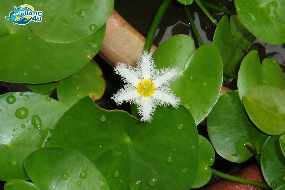 Cây Thủy Nữ Cây Thủy Nữ