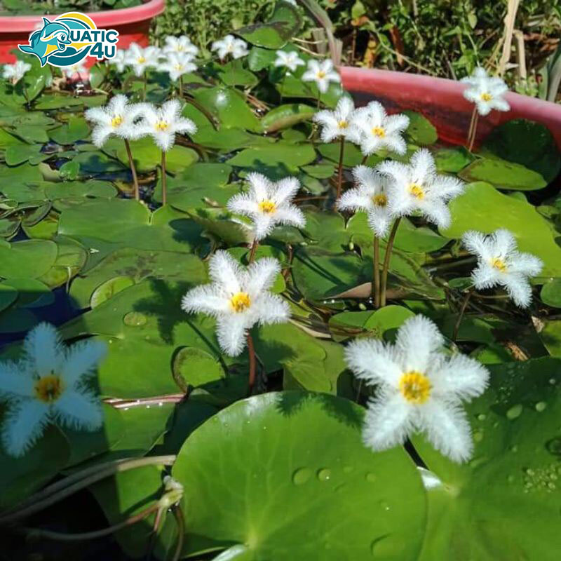 cay-thuy-nu-4 cay thuy nu 4 4