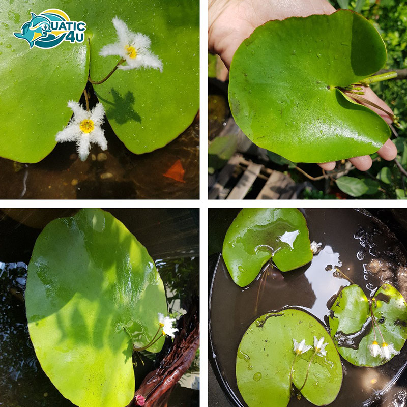 cay-thuy-nu-6 cay thuy nu 6 6