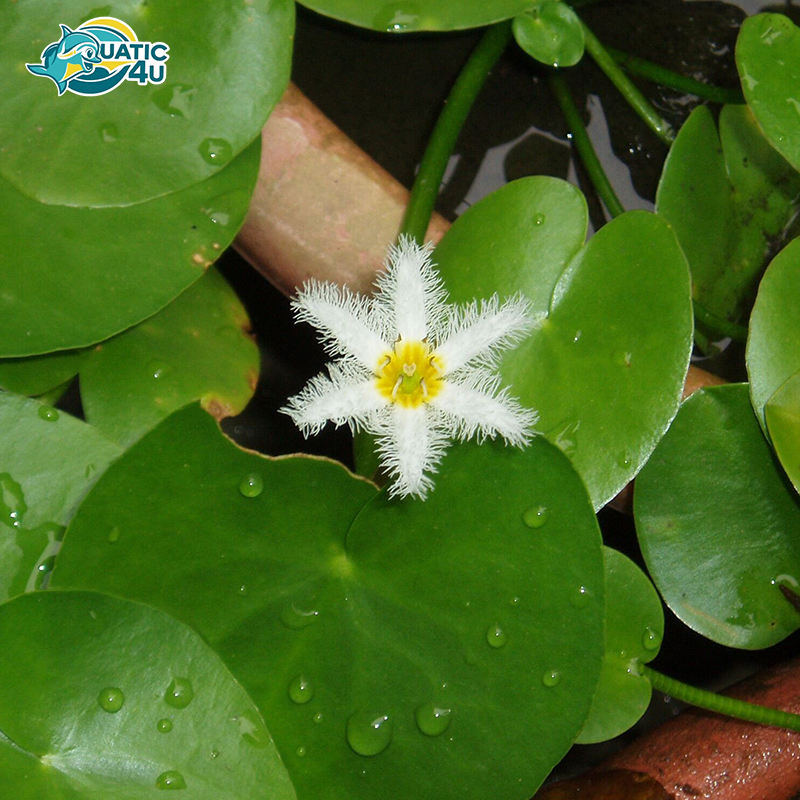 cay-thuy-nu cay thuy nu 3