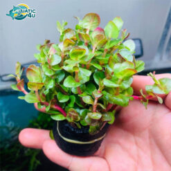 Cây vảy ốc đỏ