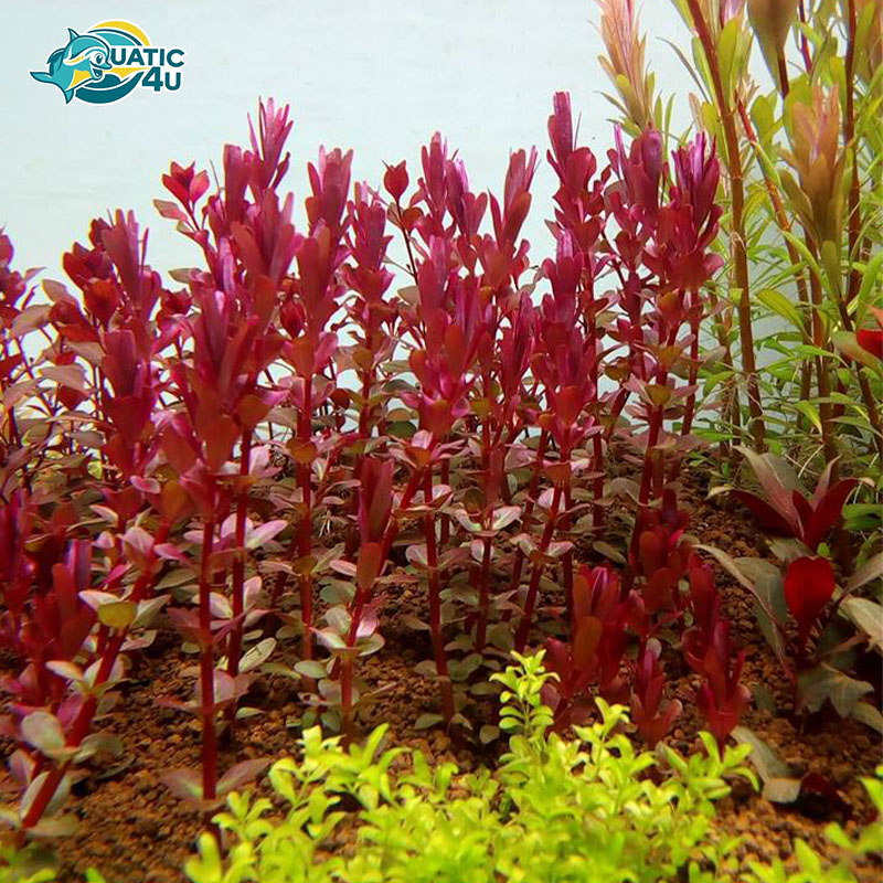 cay-vay-oc-do-4 cay vay oc do 4 1 7