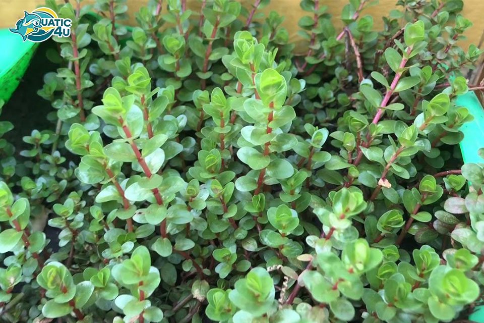 Cây Vảy Ốc Đỏ Cây Vảy Ốc Đỏ