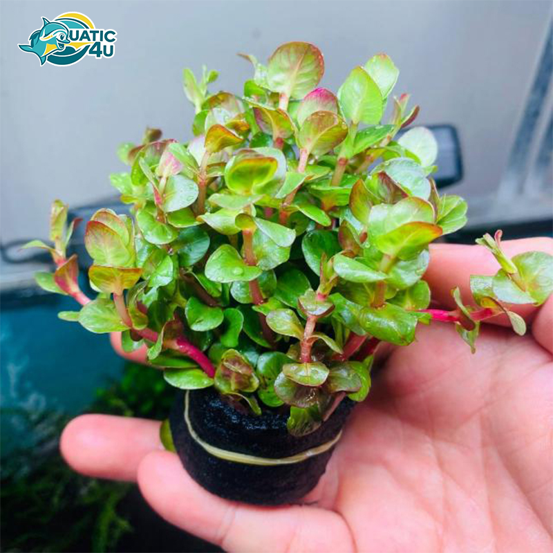 cay-vay-oc-do cay vay oc do 3