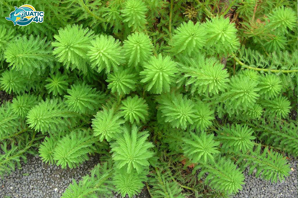 Cây Rong Xương Cá