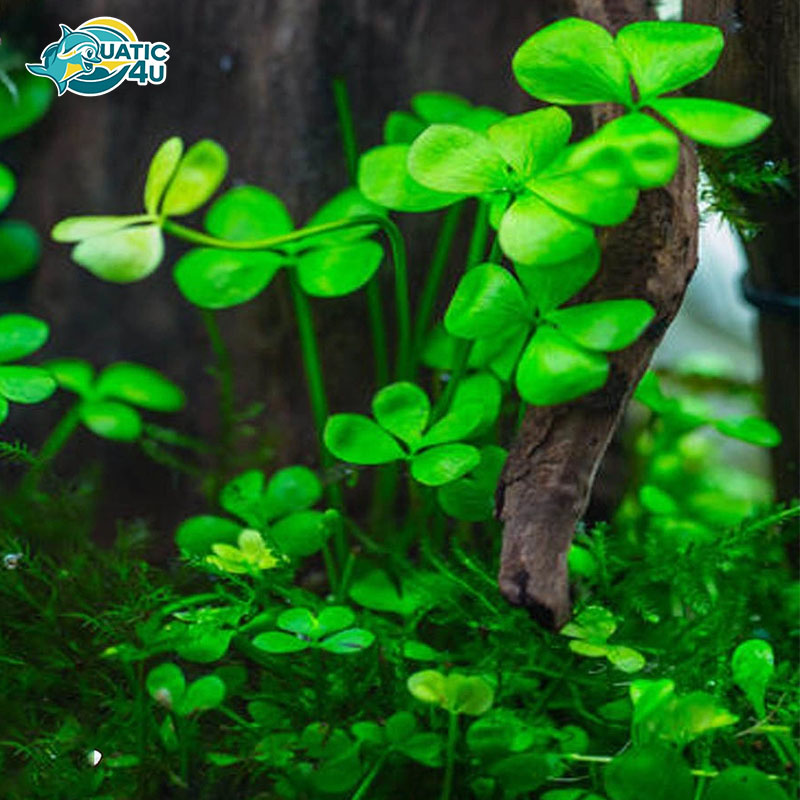 co-bo-4-la-1 co bo 4 la 1 5