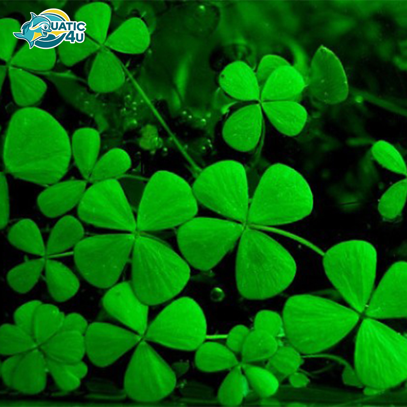 co-bo-4-la co bo 4 la 3