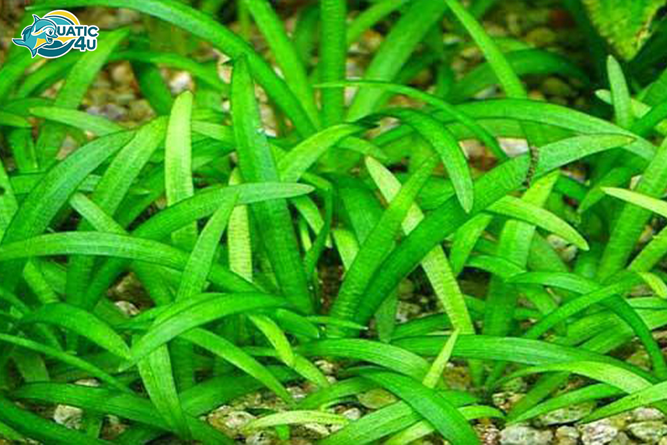 Cách chăm sóc Cây Cỏ Thìa Cách chăm sóc Cây Cỏ Thìa