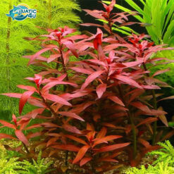 Đại Hồng Diệp