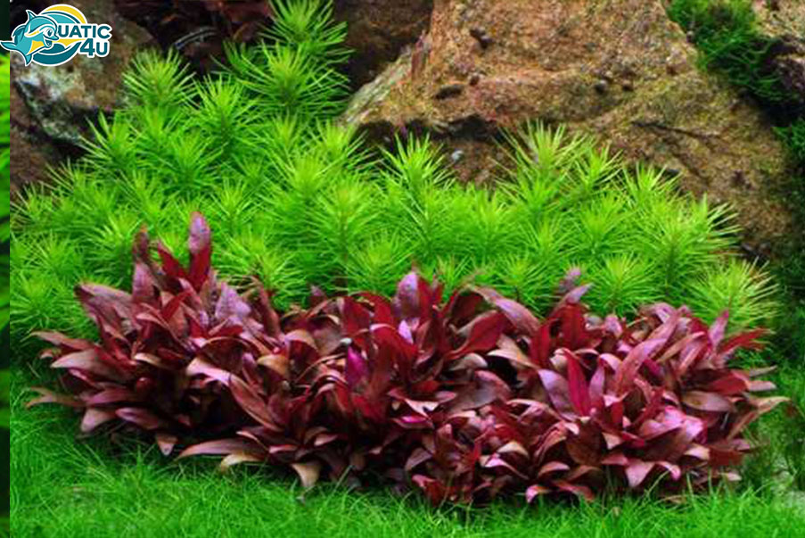 Cách chăm sóc Cây hồng huyết Cách chăm sóc Cây hồng huyết