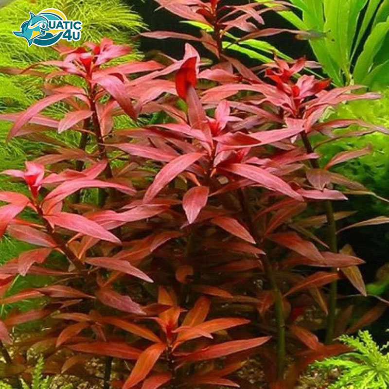 dai-hong-huyet-4 dai hong huyet 4 5