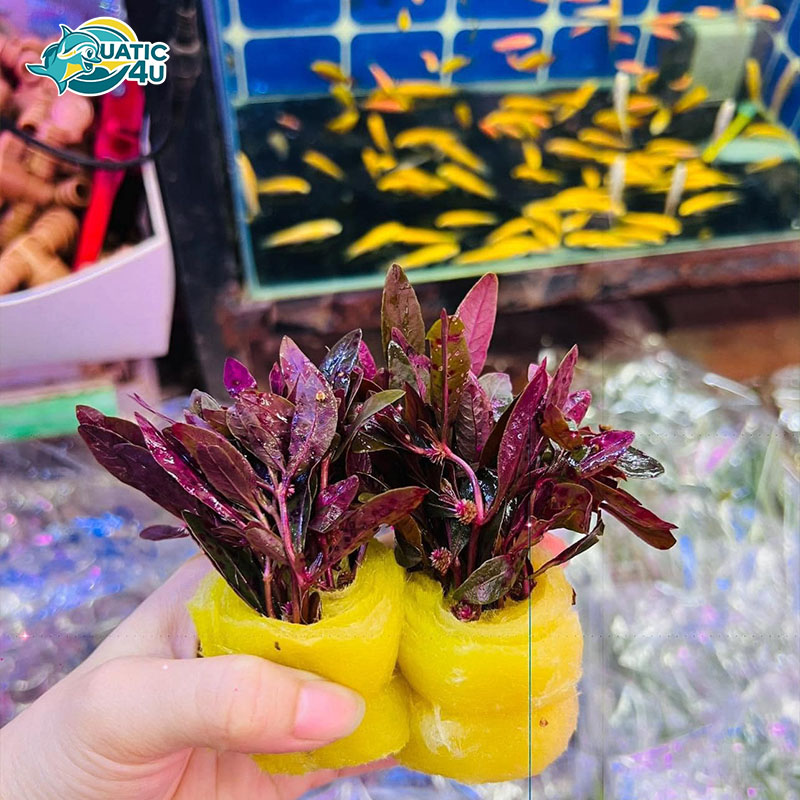 dai-hong-huyet-5 dai hong huyet 5 6