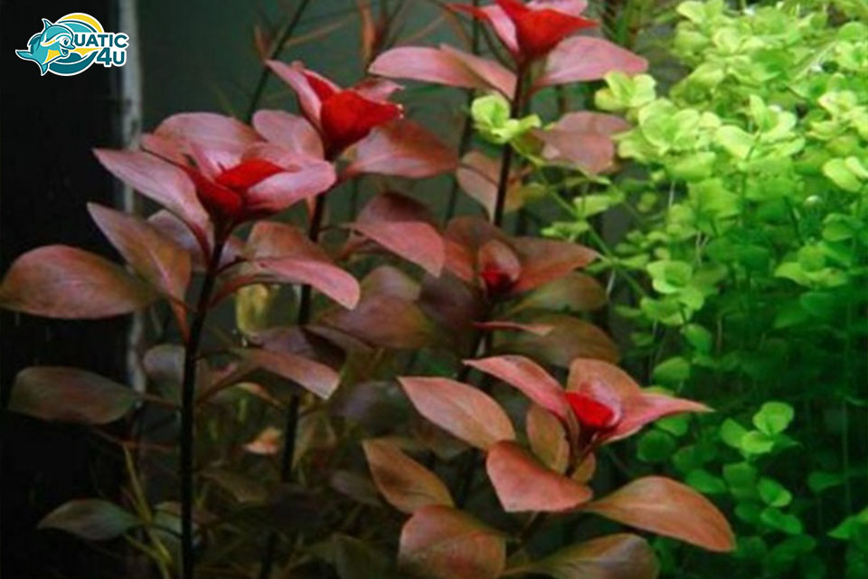 Cách trồng và chăm sóc cây diệp tài hồng Cách trồng và chăm sóc cây diệp tài hồng