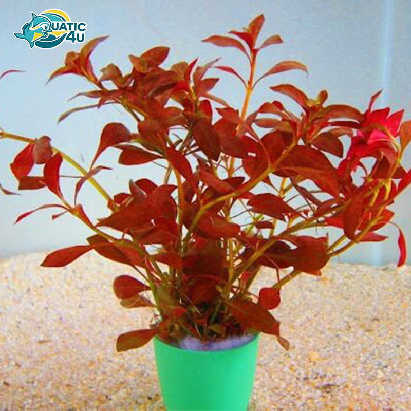 diep-tai-hong diep tai hong 3