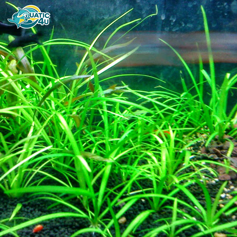 san-pham san pham 1 5