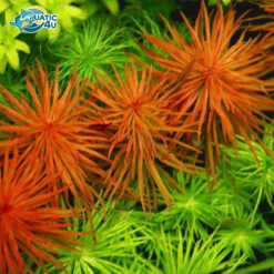 Hồng Thái Dương