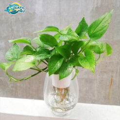 Cây Trầu Bà Xanh