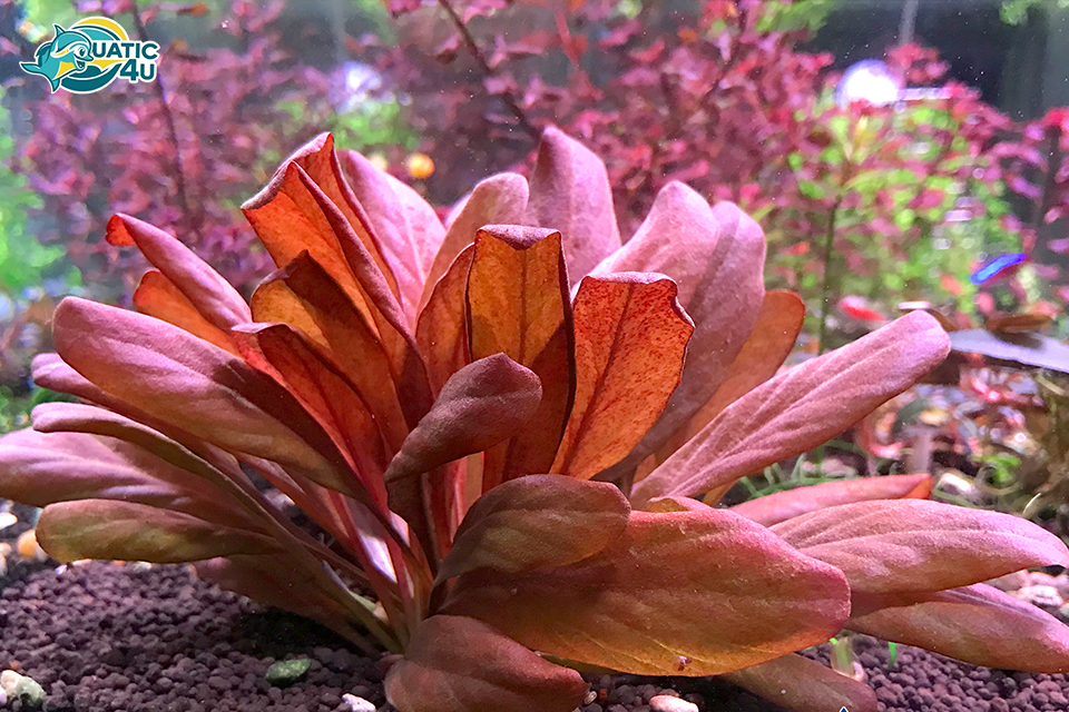 Cây Cải Đỏ Cây Cải Đỏ