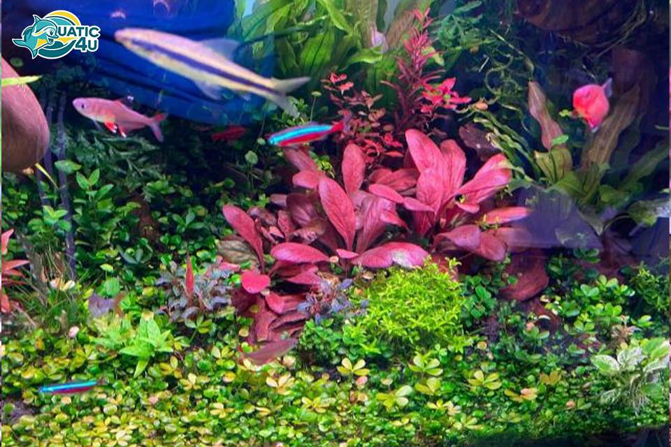 Cách chăm sóc Cây Cải Đỏ Cách chăm sóc Cây Cải Đỏ