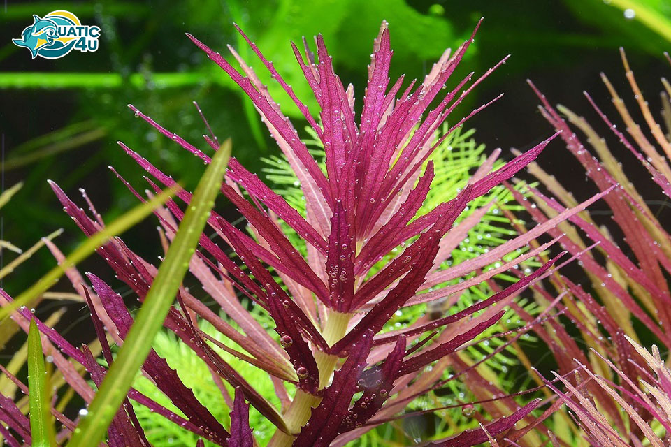 Cây Ngổ Tím Cây Ngổ Tím