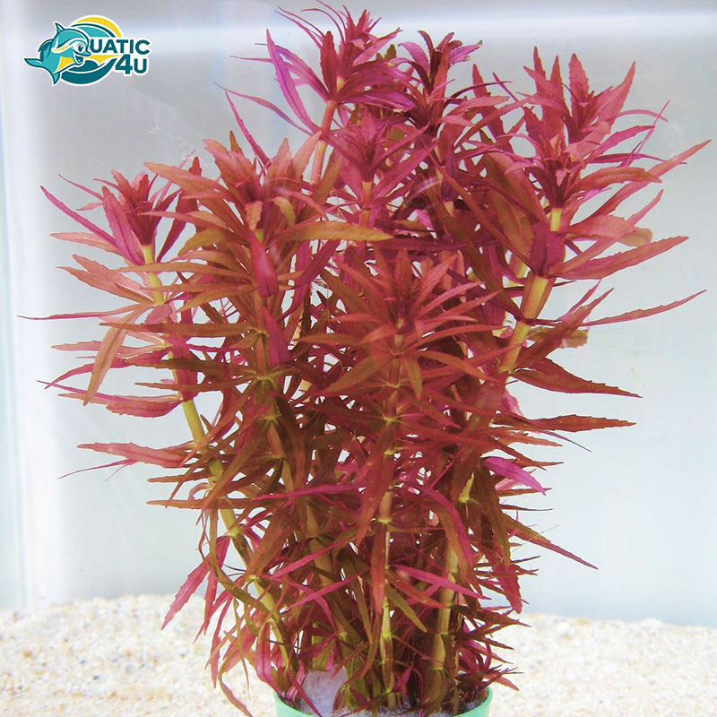 cay-ngo-tim-3 cay ngo tim 3 4