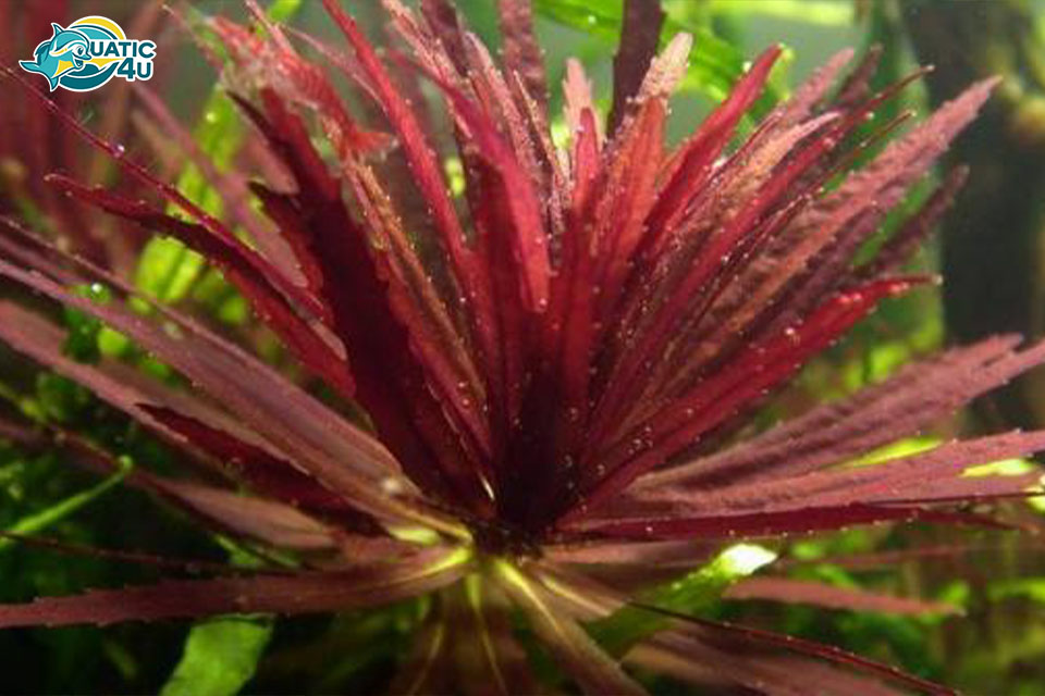 Đặc điểm và cách trồng Cây Ngổ Tím Đặc điểm và cách trồng Cây Ngổ Tím