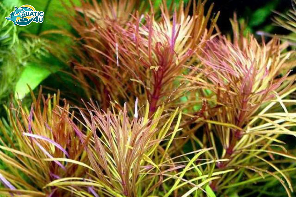 Cách chăm sóc Cây Ngổ Tím Cách chăm sóc Cây Ngổ Tím