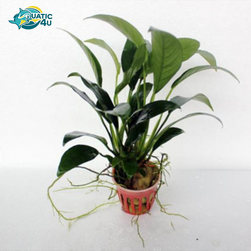 cay-ray-la-dai 1 cay ray la dai 1 3