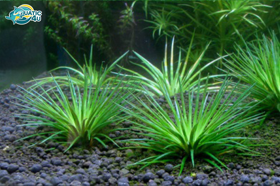 Cây Cỏ Dùi Trống