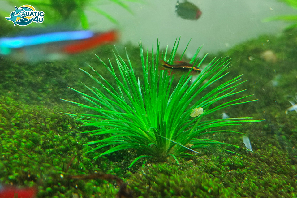 Cây dùi trống Cây dùi trống