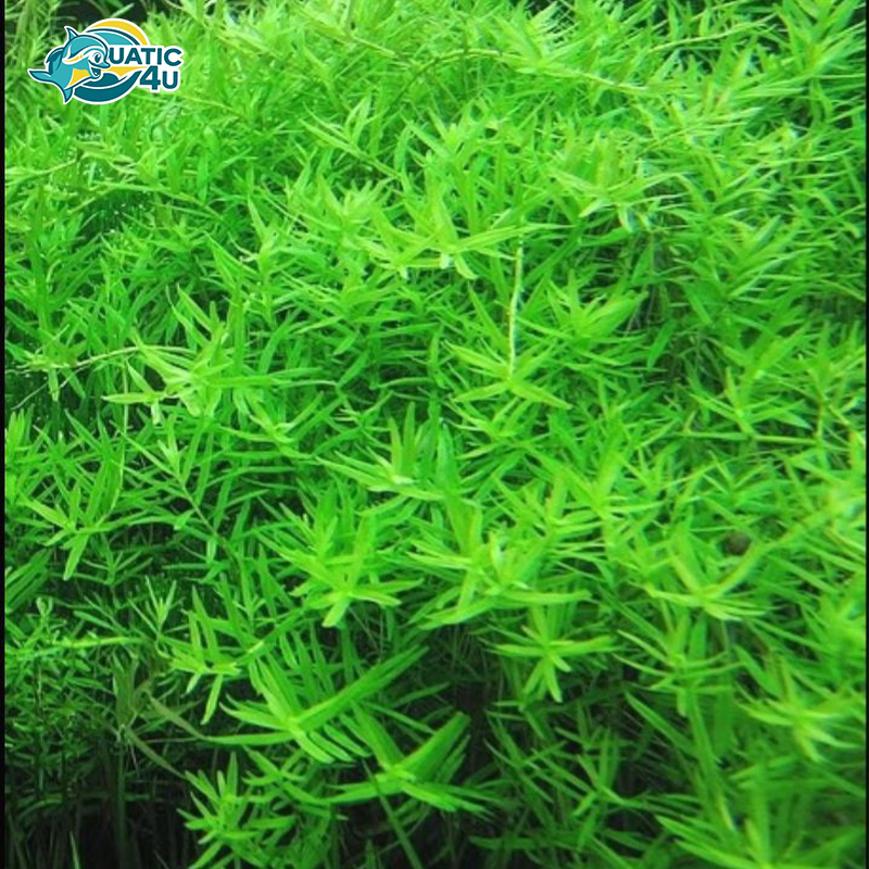 vay-oc-xanh-bo 1 vay oc xanh bo 1 3