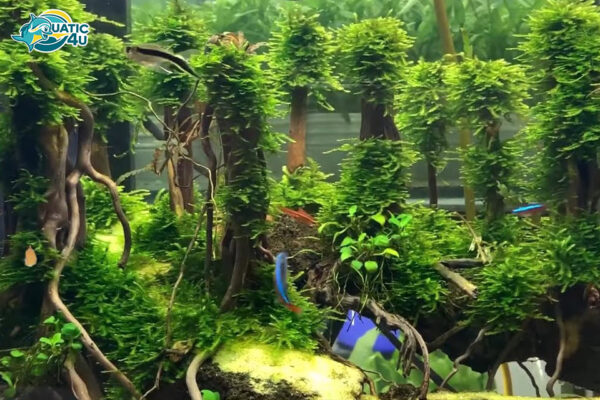 bể thủy sinh rừng