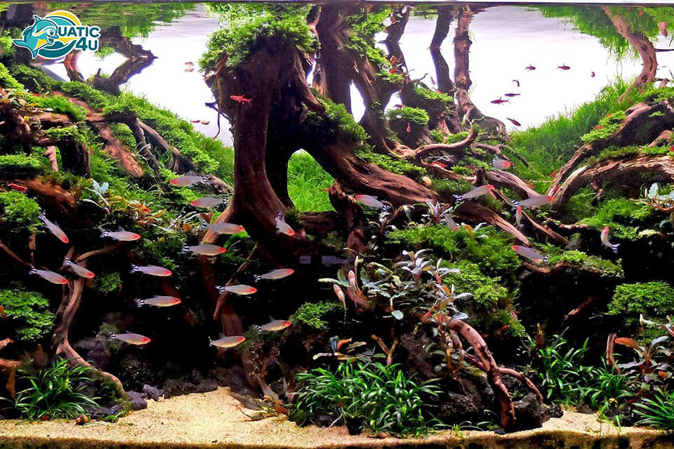 Cách Thiết Kế Bể Thủy Sinh Rừng