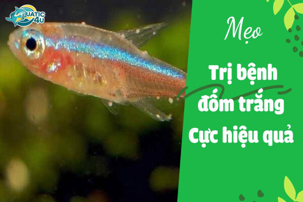 Cá Bị Đốm Trắng