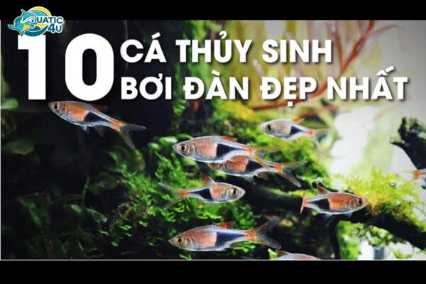 top 10 cá bơi theo đàn