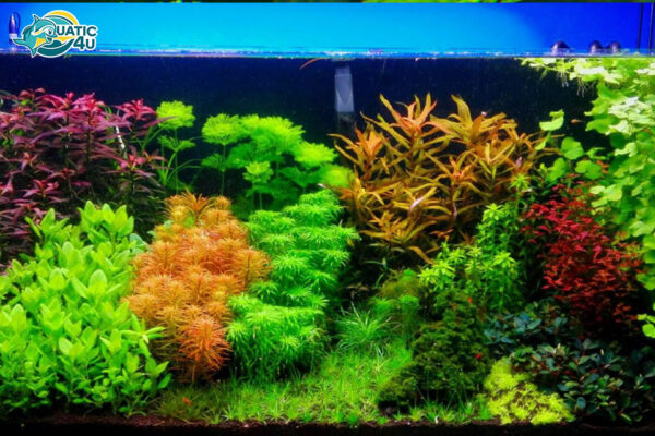 bố cục bể thủy sinh Hà Lan