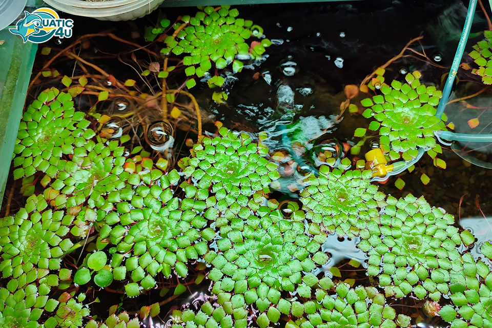 cay au thai1 9