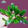 cay bucep 1