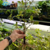 cay coc trang 1 1
