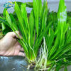 Cây Lưỡi Mèo