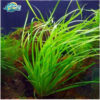 co ranong 2 2