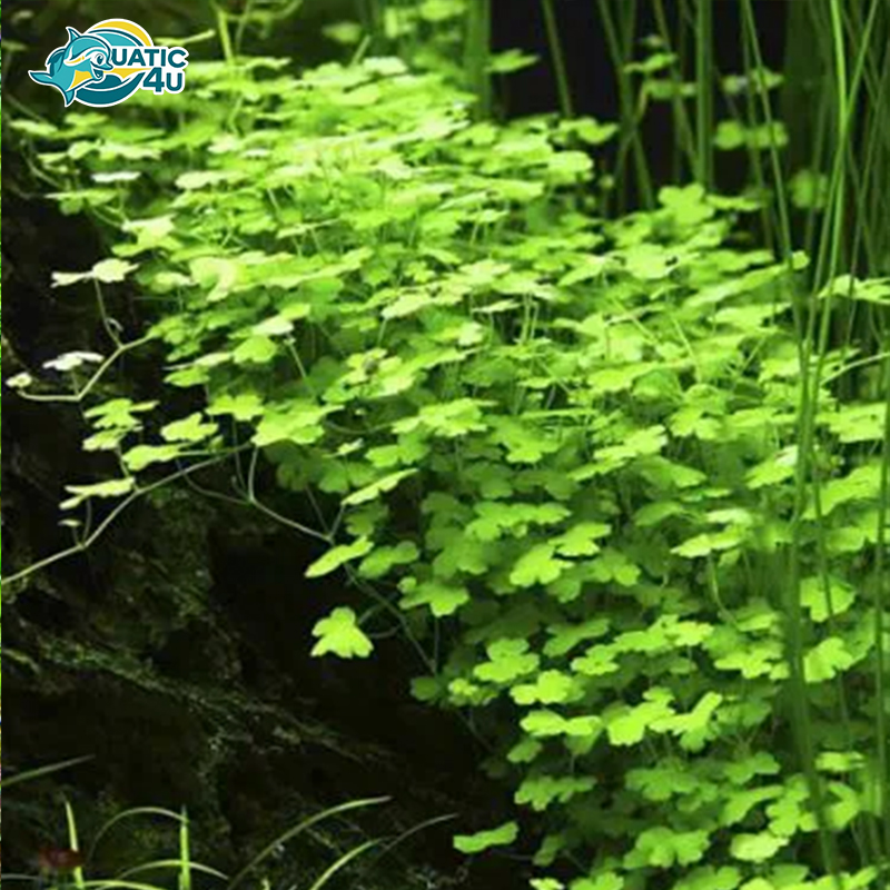 rau-ma-huong-3 rau ma huong 3 3